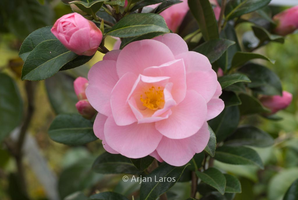 Camellia 'Barbara Clark'