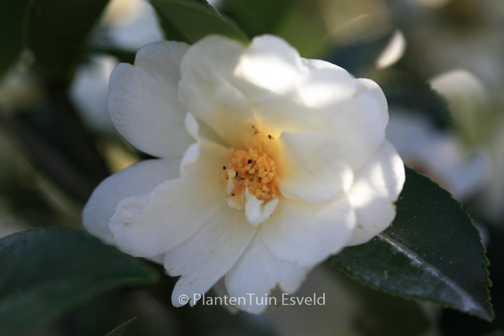 Camellia 'Elaine Lee'