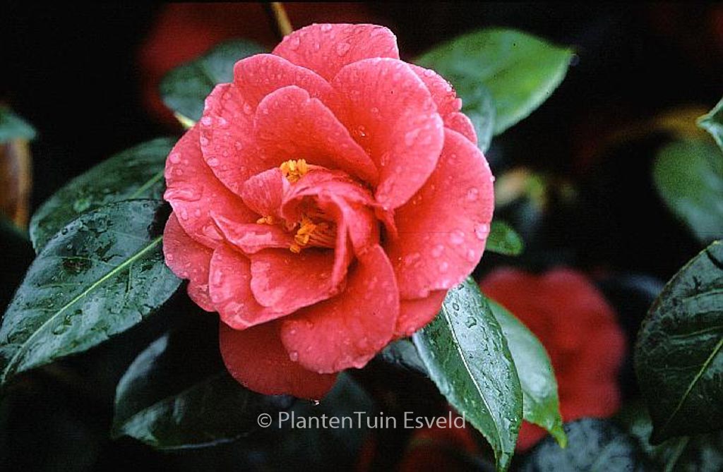 Camellia japonica 'Apollo'