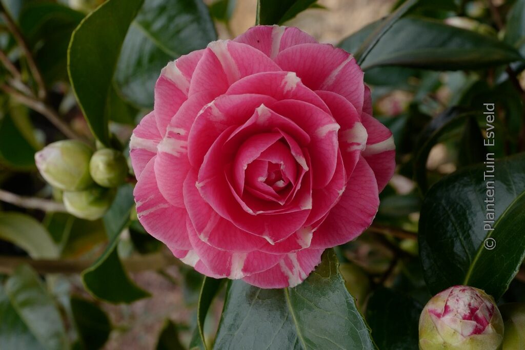 Camellia japonica 'April Rose'