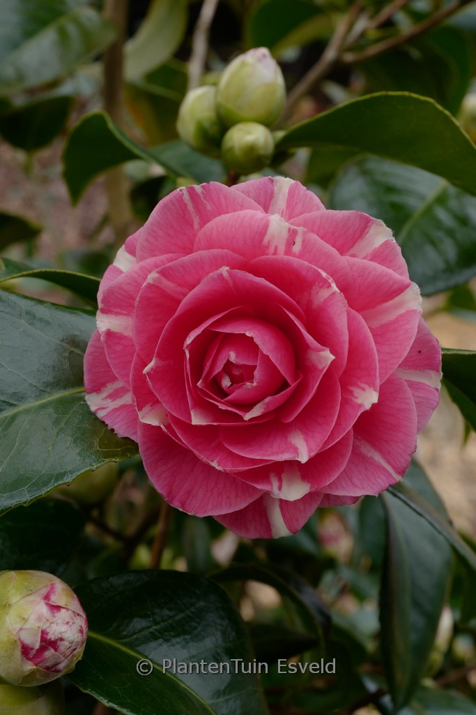 Camellia japonica 'April Rose'