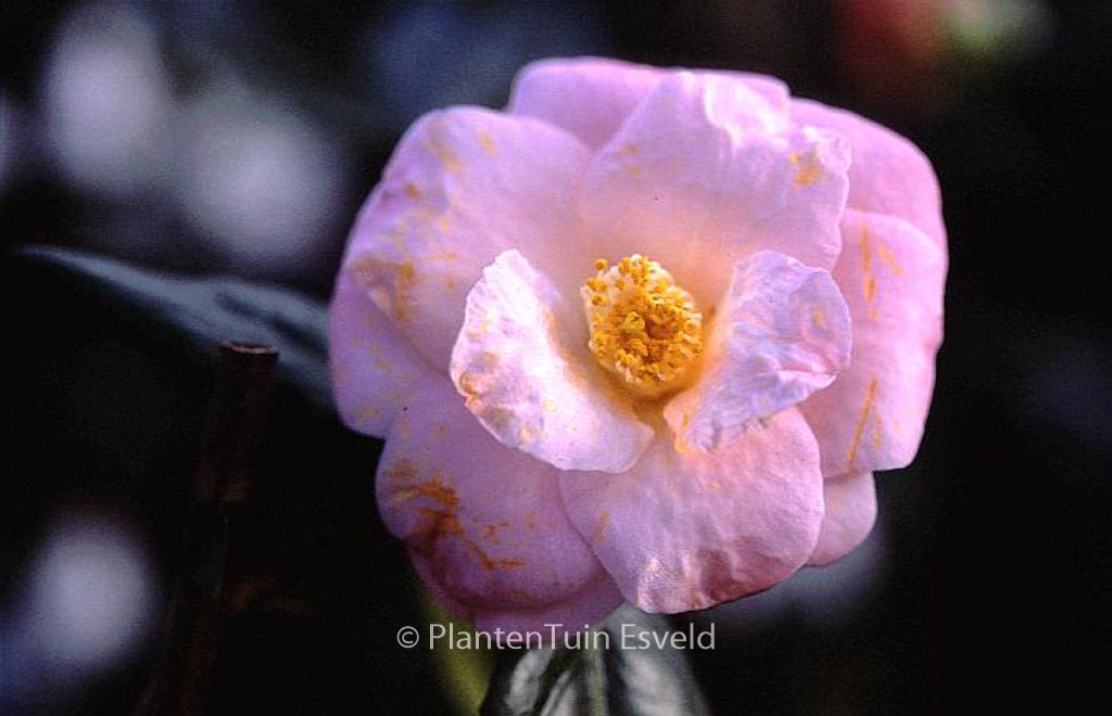 Camellia japonica 'Berenice Boddy' - Afbeelding 2