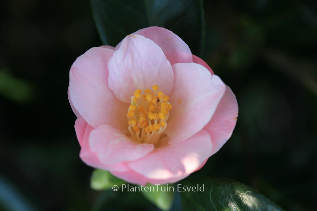 Camellia japonica 'Berenice Boddy' - Afbeelding 3