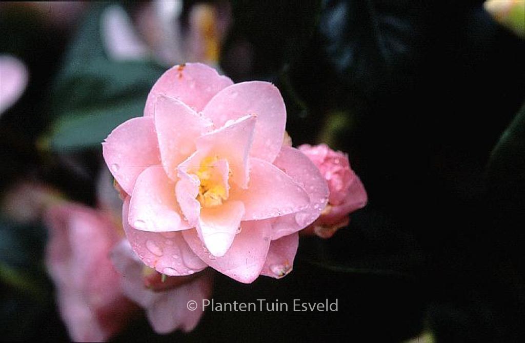 Camellia japonica 'Berenice Boddy' - Afbeelding 4