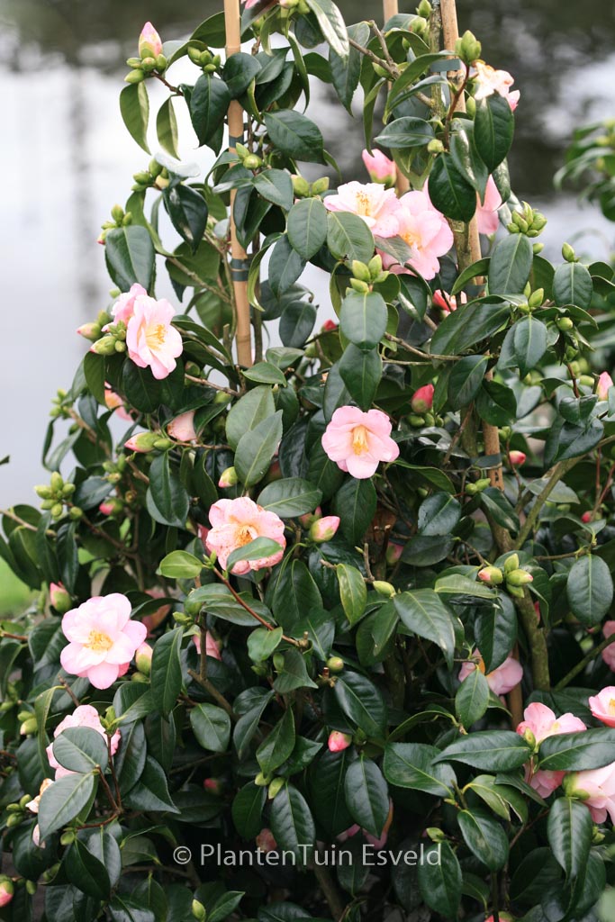 Camellia japonica 'Berenice Boddy' - Afbeelding 5