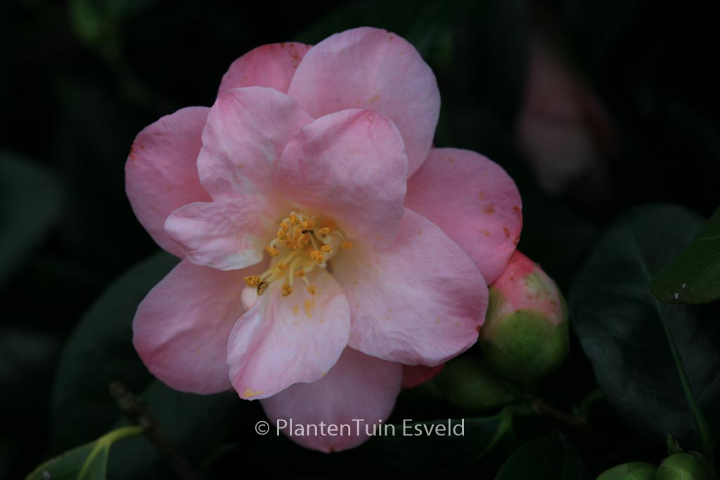 Camellia japonica 'Berenice Boddy' - Afbeelding 6