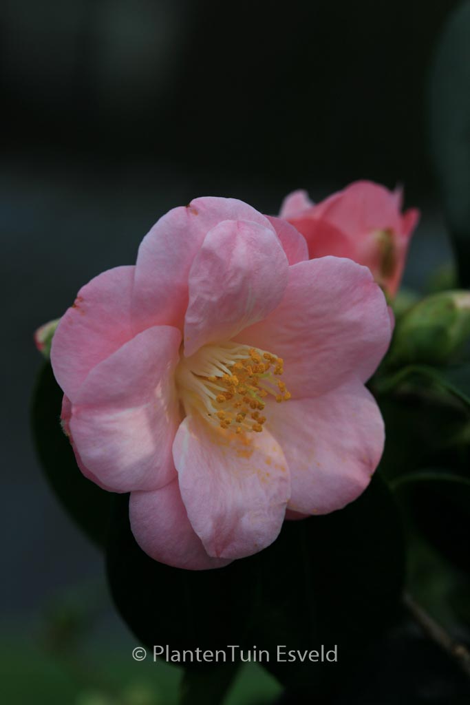 Camellia japonica 'Berenice Boddy' - Afbeelding 7
