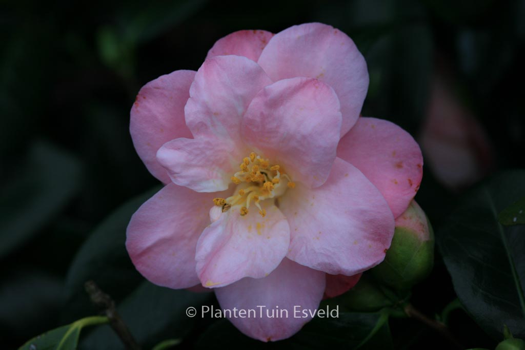 Camellia japonica 'Berenice Boddy' - Afbeelding 8
