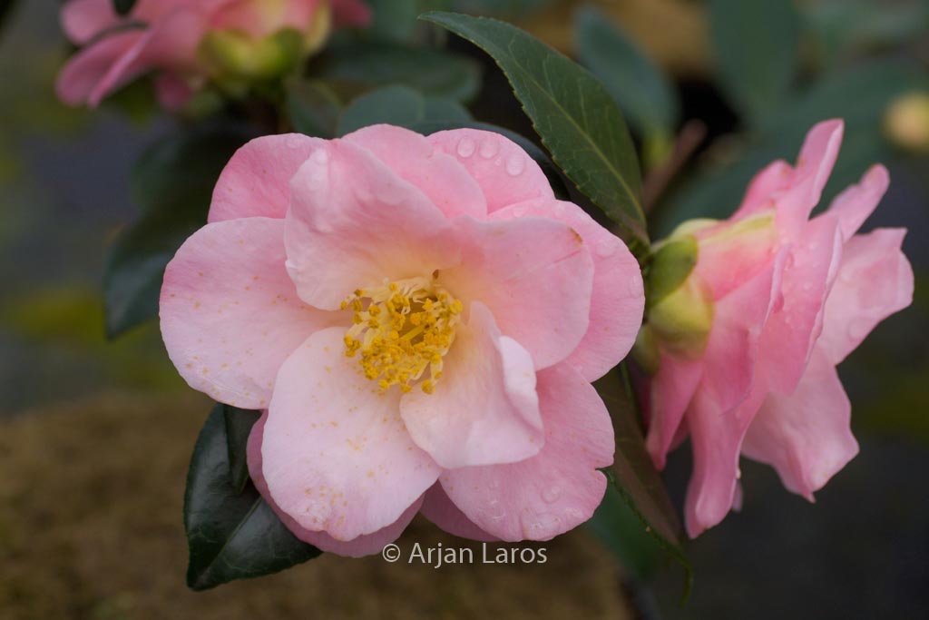 Camellia japonica 'Berenice Boddy'