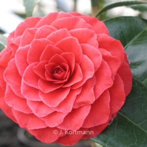 Camellia japonica 'Black Lace'