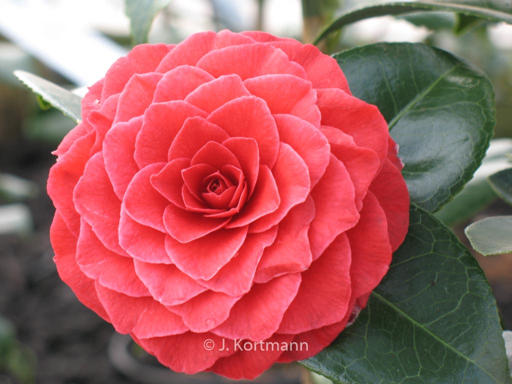 Camellia japonica 'Black Lace'