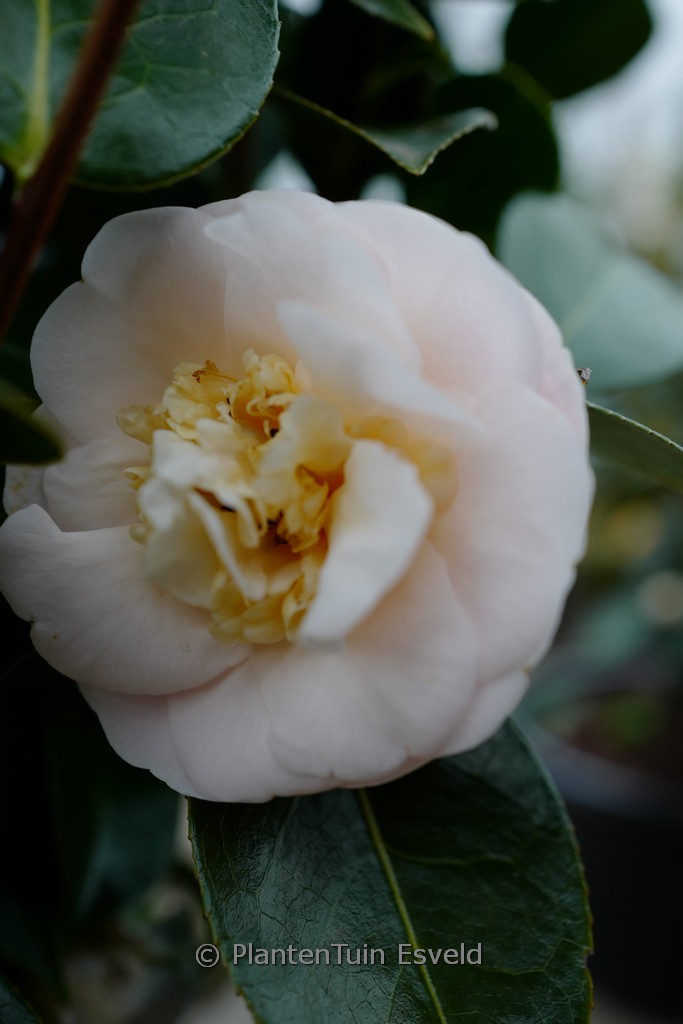Camellia japonica 'Botanyuki'