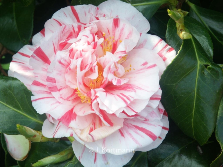 Camellia japonica 'Chameleon'