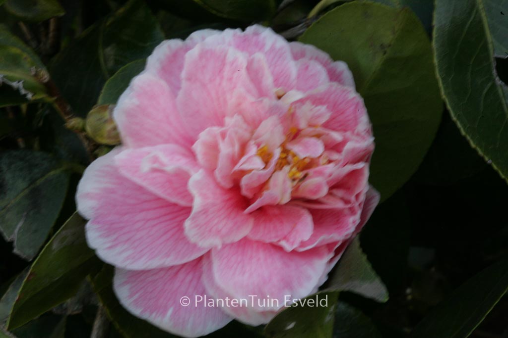 Camellia japonica 'Dorothy James' - Afbeelding 2