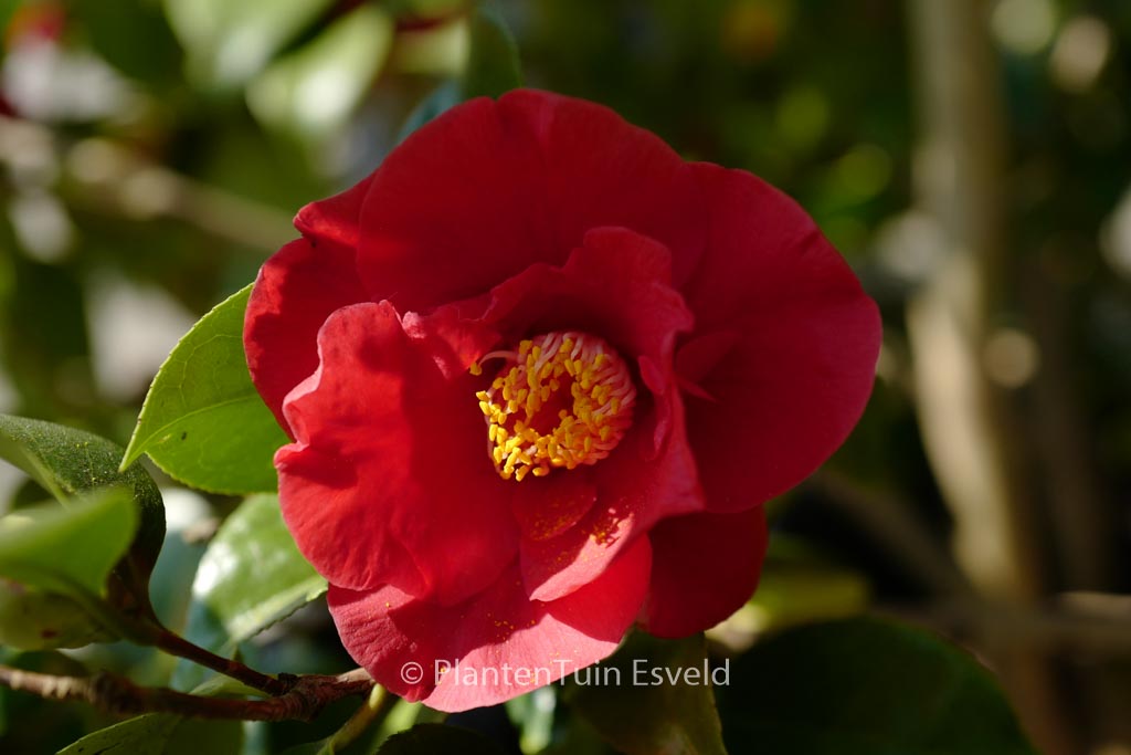 Camellia japonica 'Dr. Burnside'