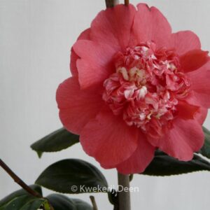 Camellia japonica 'Fire 'n Ice'
