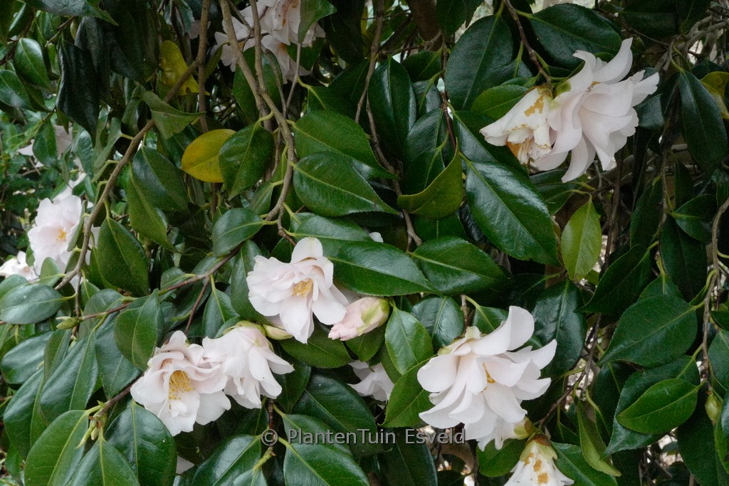 Camellia japonica 'Hagoromo' - Afbeelding 2