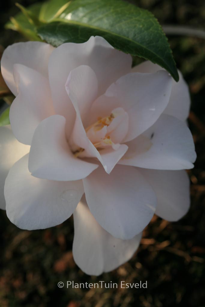 Camellia japonica 'Hagoromo' - Afbeelding 3