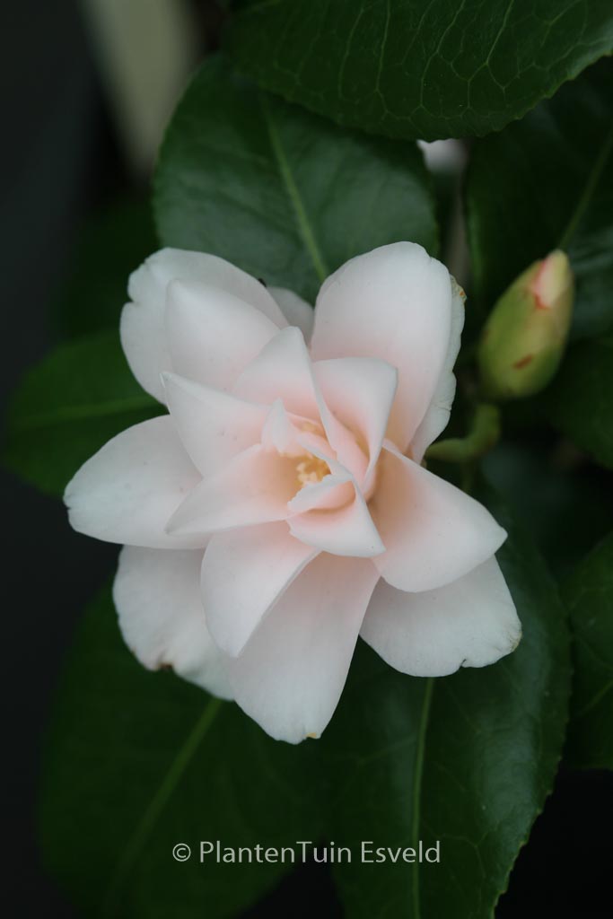 Camellia japonica 'Hagoromo' - Afbeelding 4