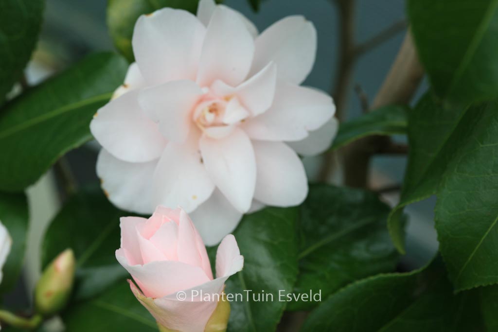 Camellia japonica 'Hagoromo' - Afbeelding 5
