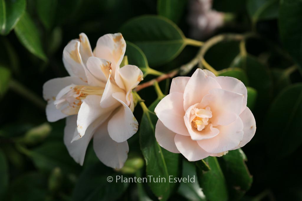 Camellia japonica 'Hagoromo' - Afbeelding 6