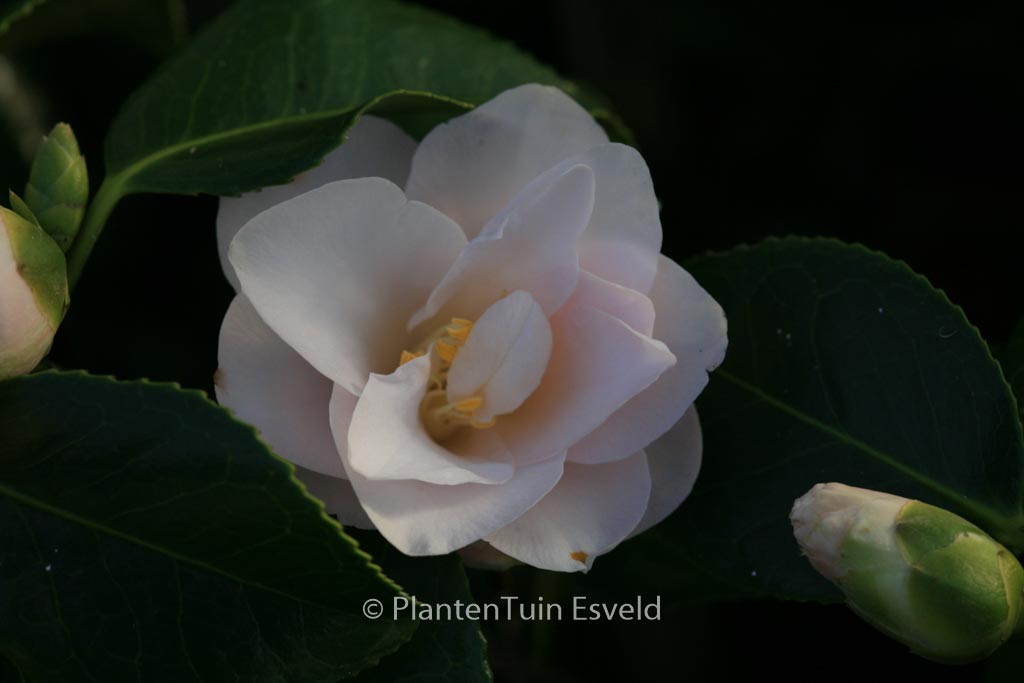 Camellia japonica 'Hagoromo' - Afbeelding 7