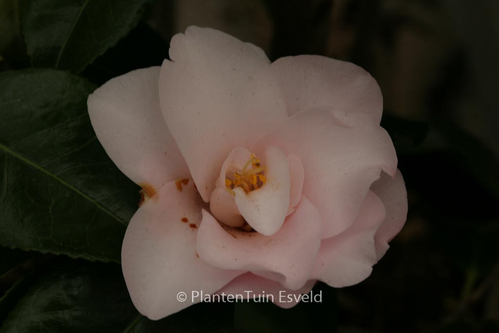Camellia japonica 'Hagoromo' - Afbeelding 8