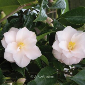 Camellia japonica 'Hagoromo'