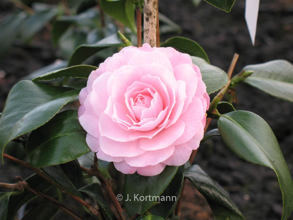 Camellia japonica 'Happy Holidays'