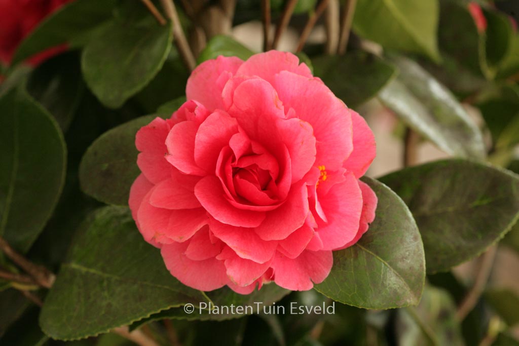 Camellia japonica 'Hippolyte Thoby'