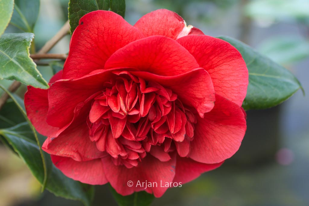 Camellia japonica 'John Tooby'