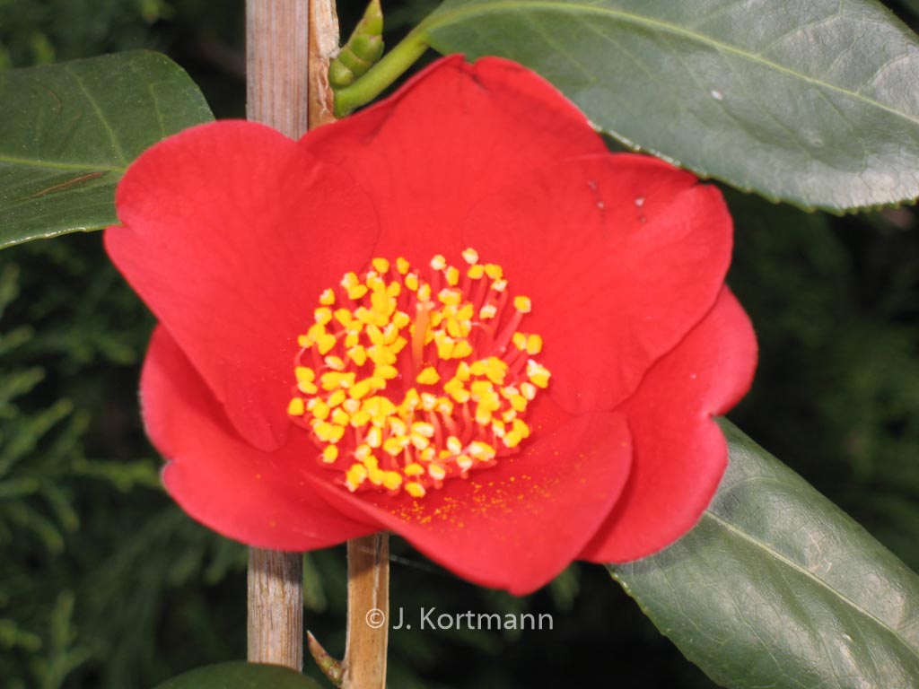 Camellia japonica 'Kimberley' - Afbeelding 2