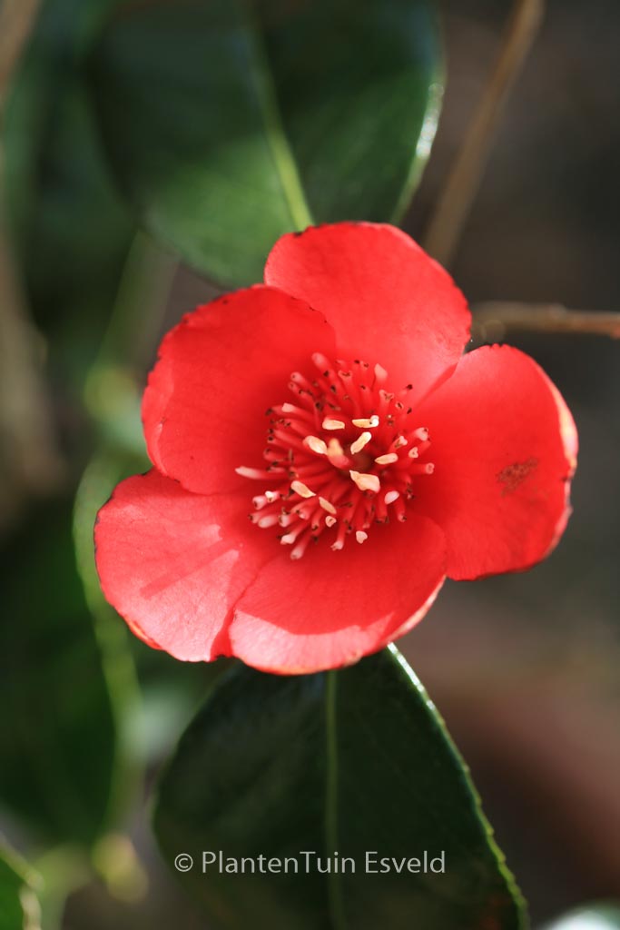 Camellia japonica 'Kimberley' - Afbeelding 3