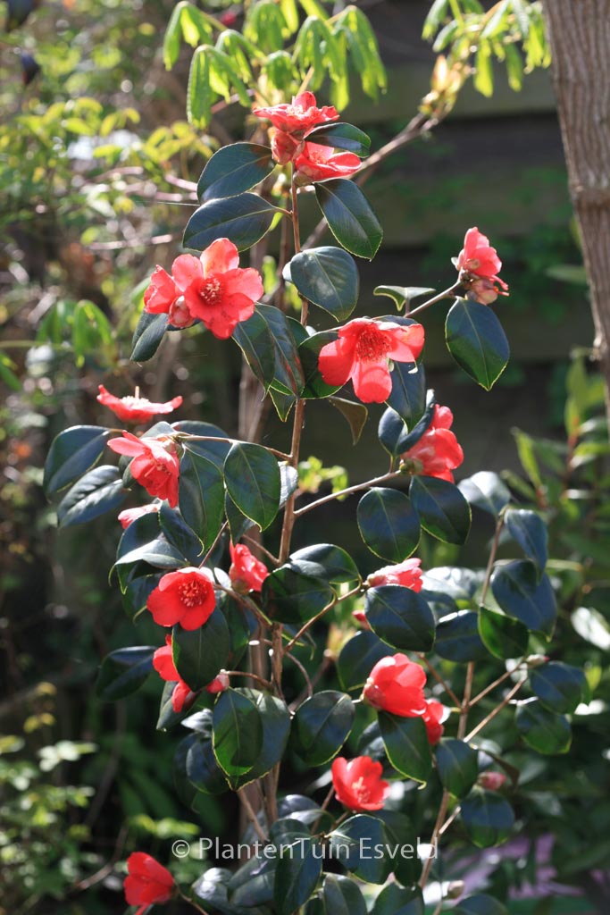 Camellia japonica 'Kimberley' - Afbeelding 4