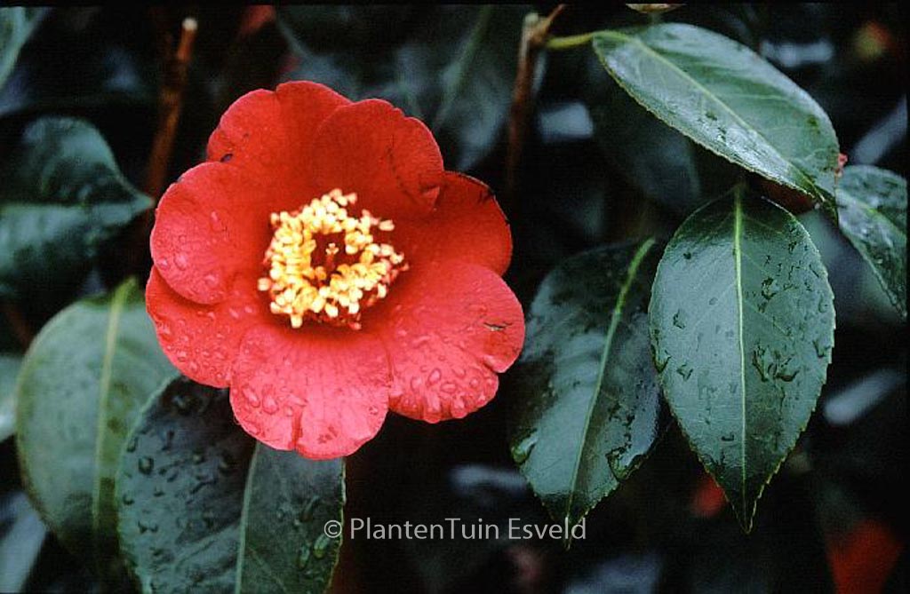 Camellia japonica 'Kimberley' - Afbeelding 5