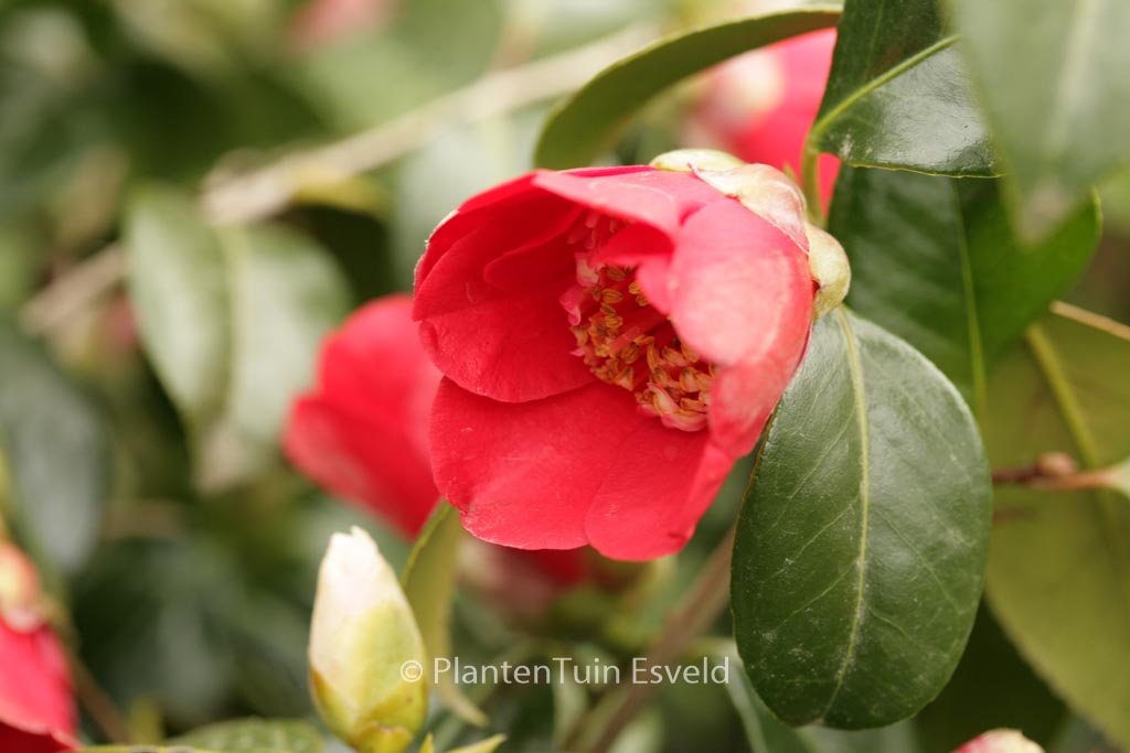Camellia japonica 'Kimberley' - Afbeelding 6