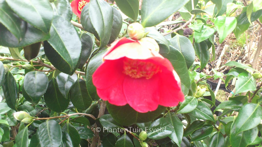Camellia japonica 'Kimberley' - Afbeelding 7