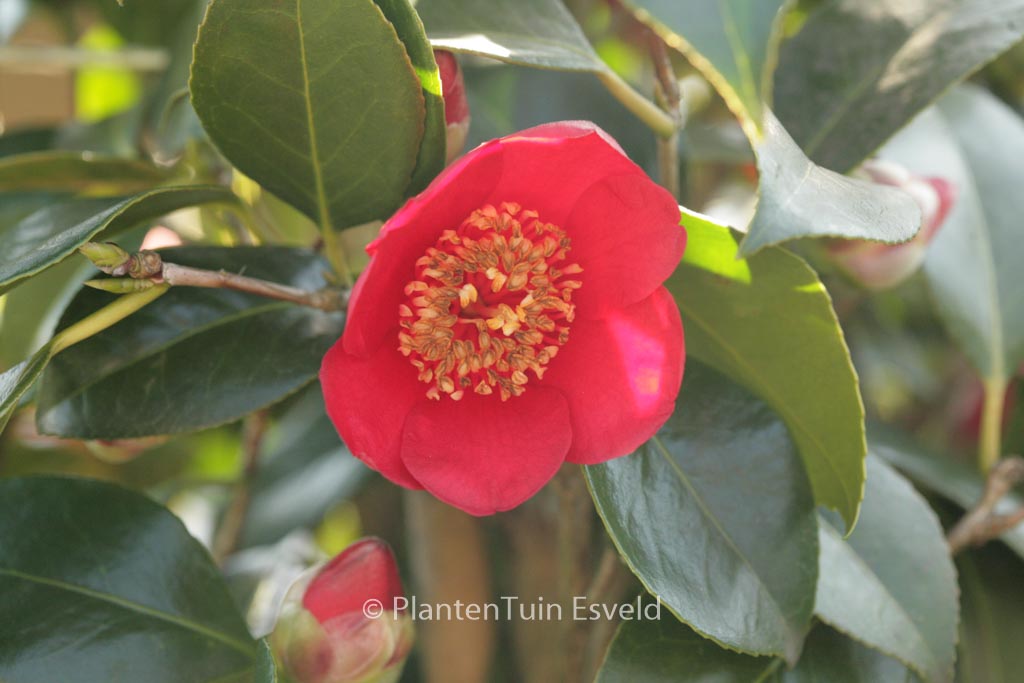 Camellia japonica 'Kimberley' - Afbeelding 8