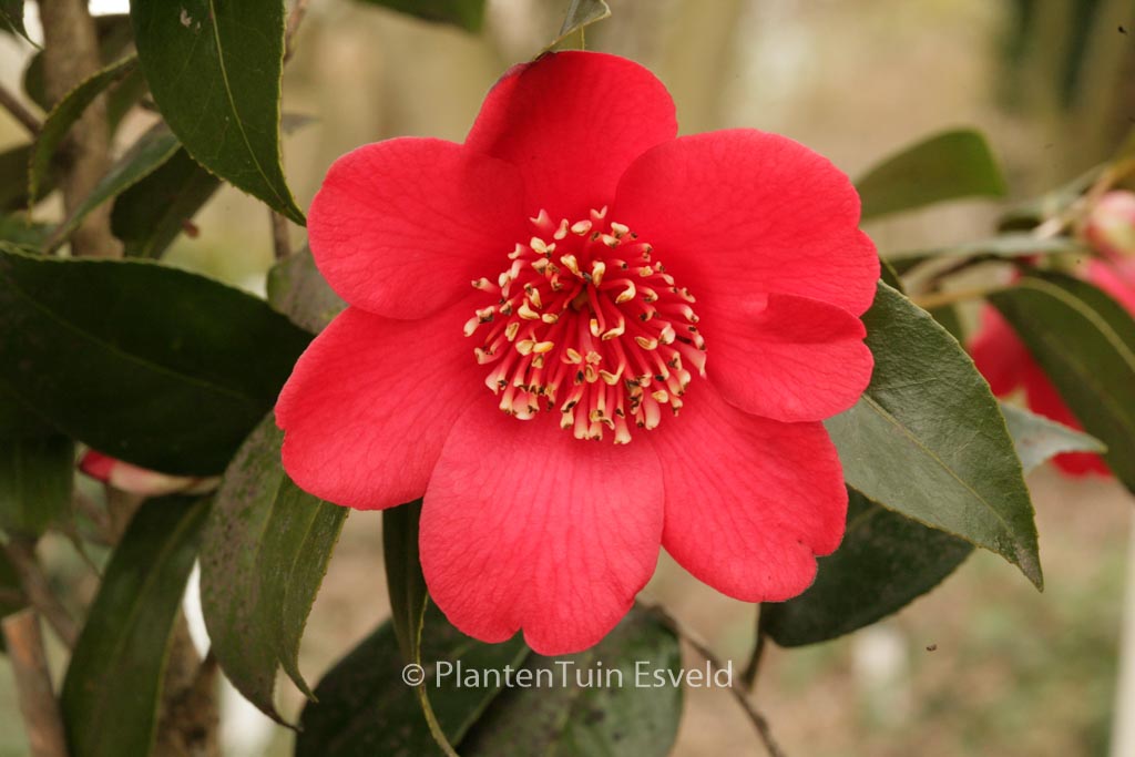 Camellia japonica 'Kimberley'