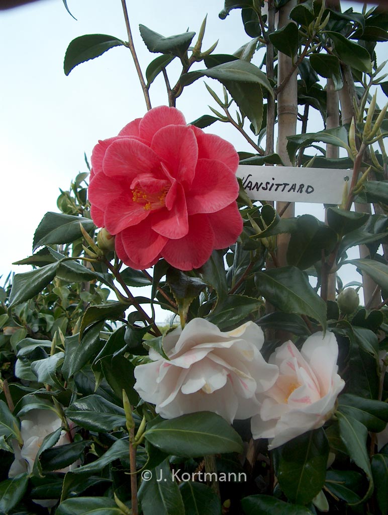 Camellia japonica 'Lady Vansittart' - Afbeelding 2