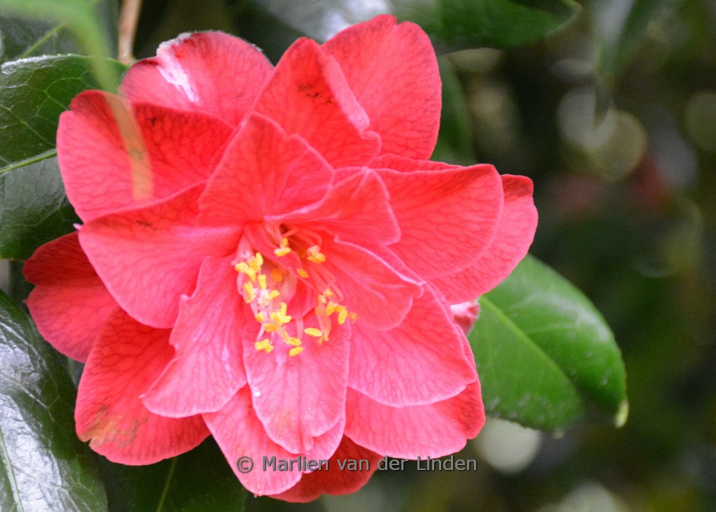 Camellia japonica 'Lady Vansittart' - Afbeelding 3