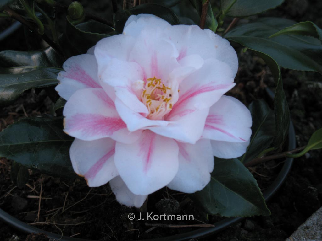 Camellia japonica 'Lady Vansittart' - Afbeelding 4
