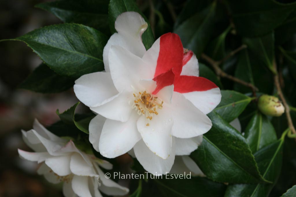 Camellia japonica 'Lady Vansittart' - Afbeelding 5