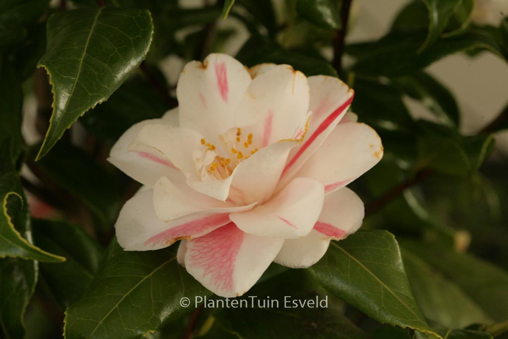 Camellia japonica 'Lady Vansittart'