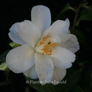 Camellia japonica 'Lily Pons'