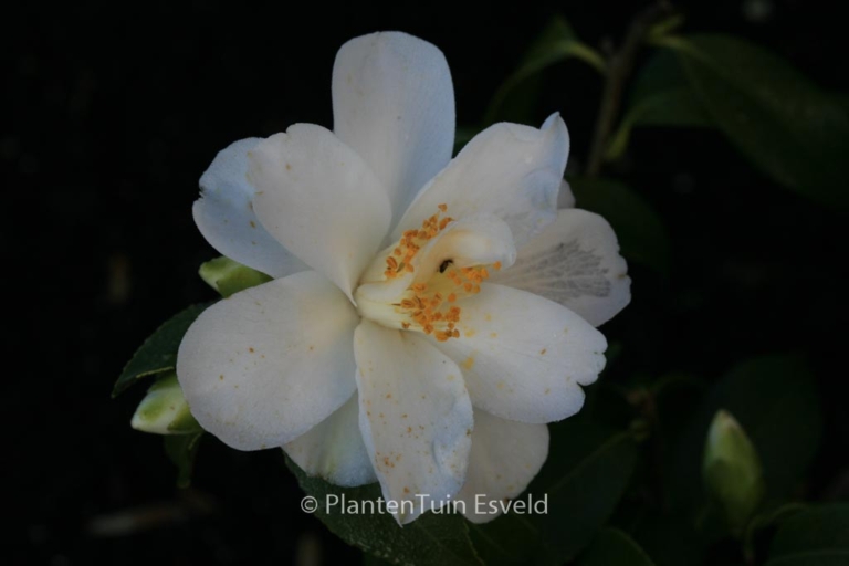 Camellia japonica 'Lily Pons'