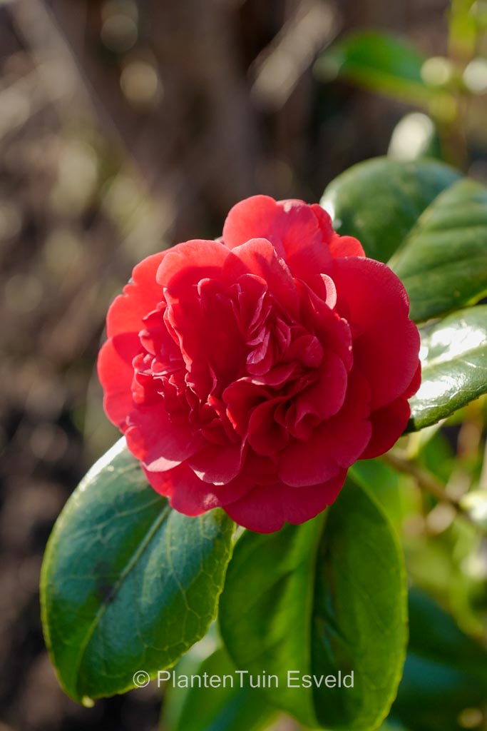 Camellia japonica 'Little Slam'