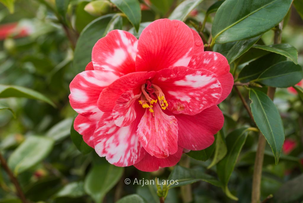 Camellia japonica 'Masayoshi'