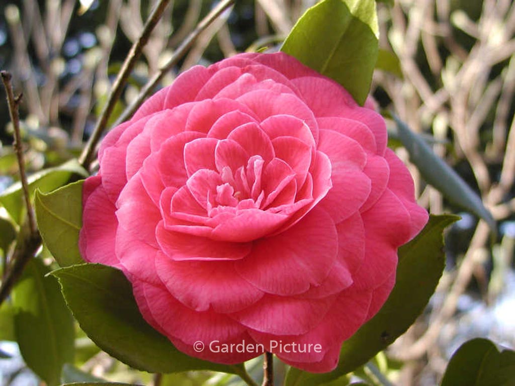 Camellia japonica 'Mathotiana' - Afbeelding 2