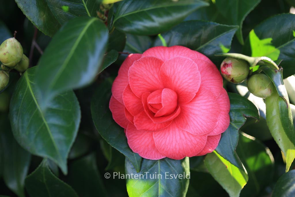 Camellia japonica 'Mathotiana' - Afbeelding 3